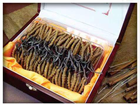 长洲冬虫夏草回收